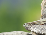 FZ017258 Viparous Lizard (Zootoca vivipara).jpg